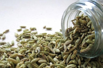 Fennel